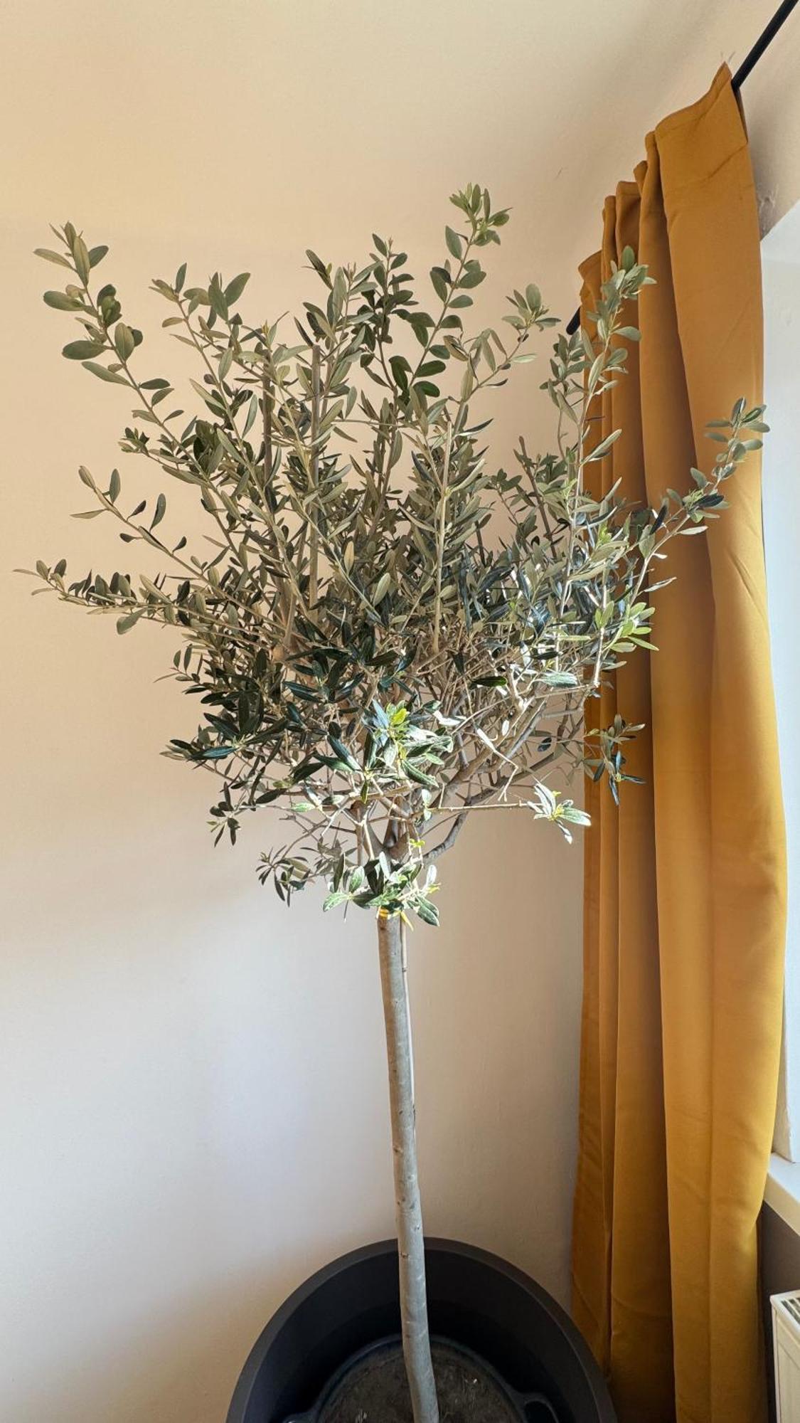 7 Im Herzen Von Apartment *